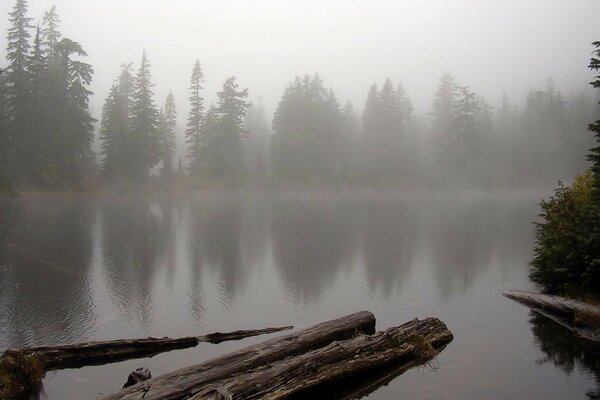 Rotten logs on a foggy river