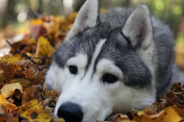 Husky giace nel fogliame autunnale con gli occhi tristi