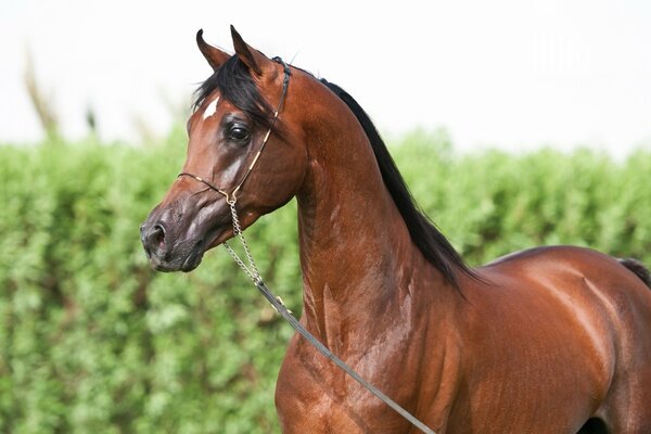 Beautiful horse on a green background