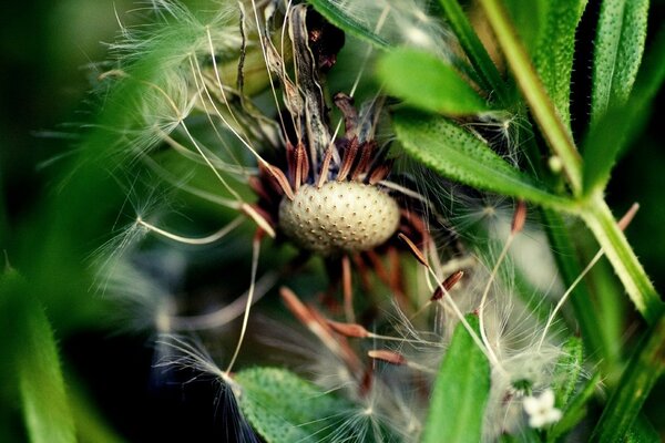 Dandelion macro and a lot of leaves