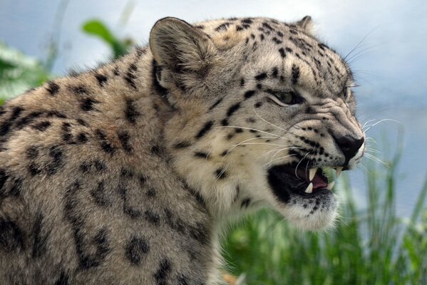 Angry leopard shows fangs