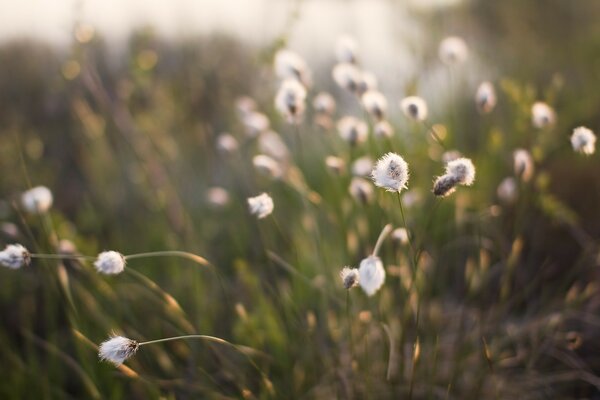 Grünes Gras im Fokus Foto