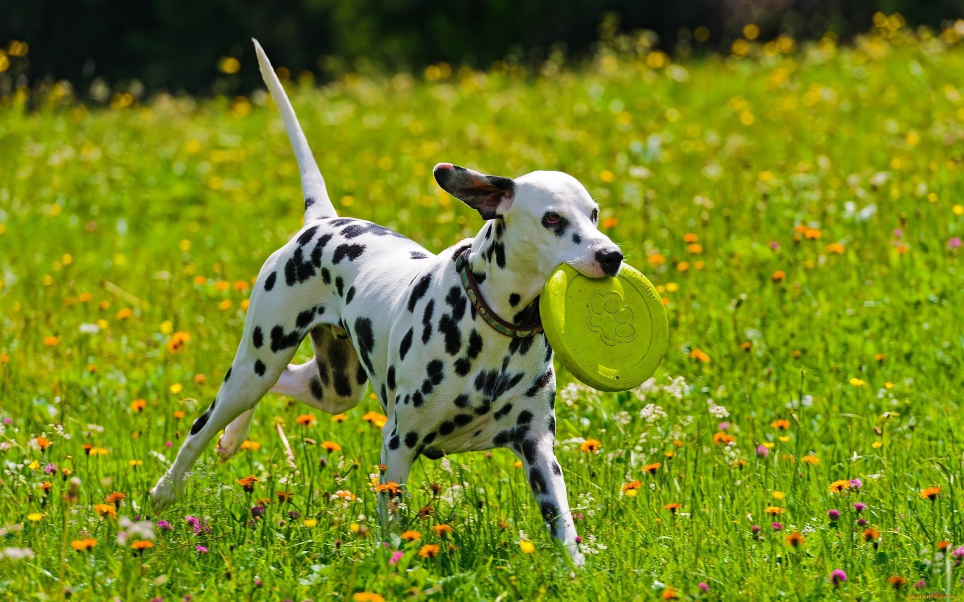 cane gioco dalmata macchie