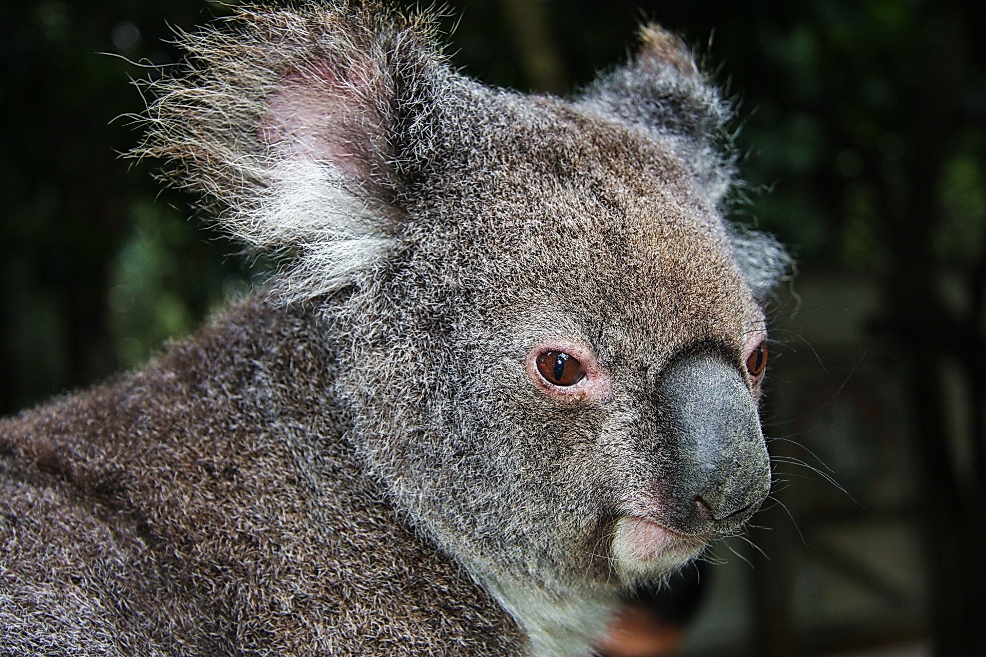 koala animale specie