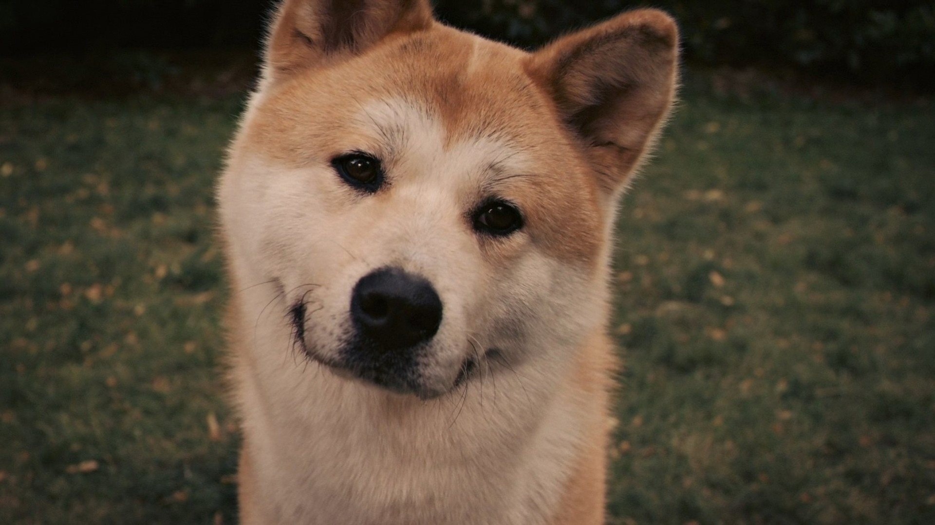 perro amigo hachiko ojos