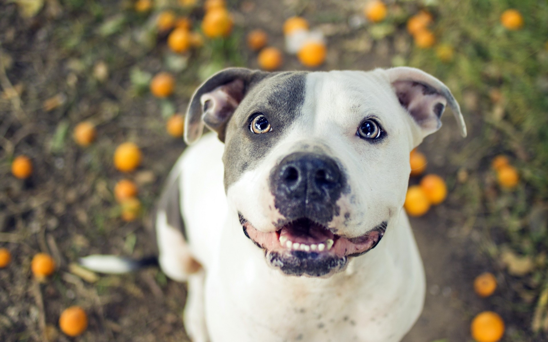 chien ami pitbull