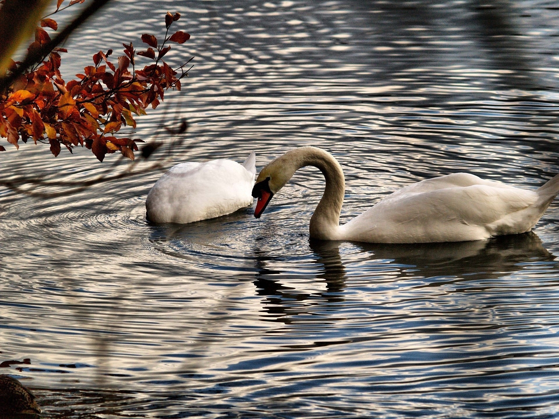 Будет озеро будут лебеди. Лебеди осенью. Осень лебеди. Лебеди на озере. Лебеди в пруду.
