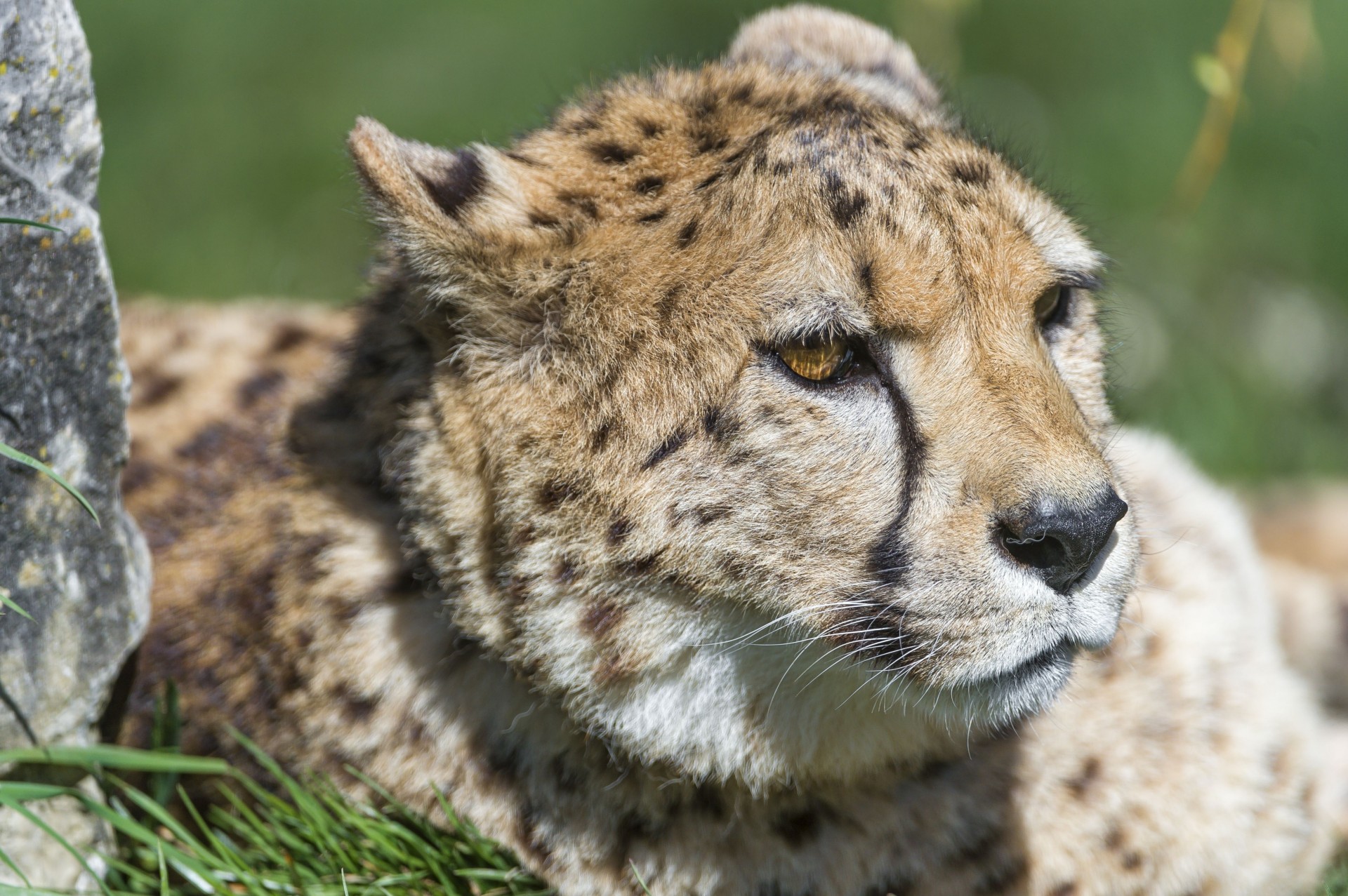 wildkatze gepard porträt raubtier