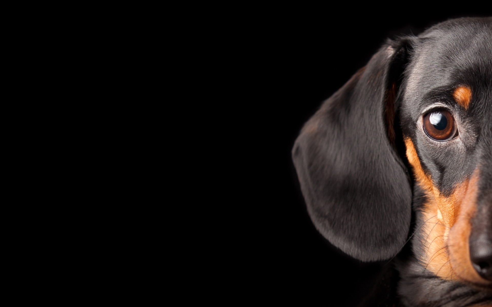 black background dog watches taxi eye