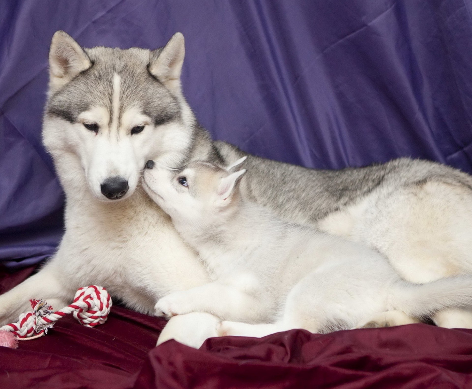 madre me gusta me gusta cachorro comadreja husky perros juguetes