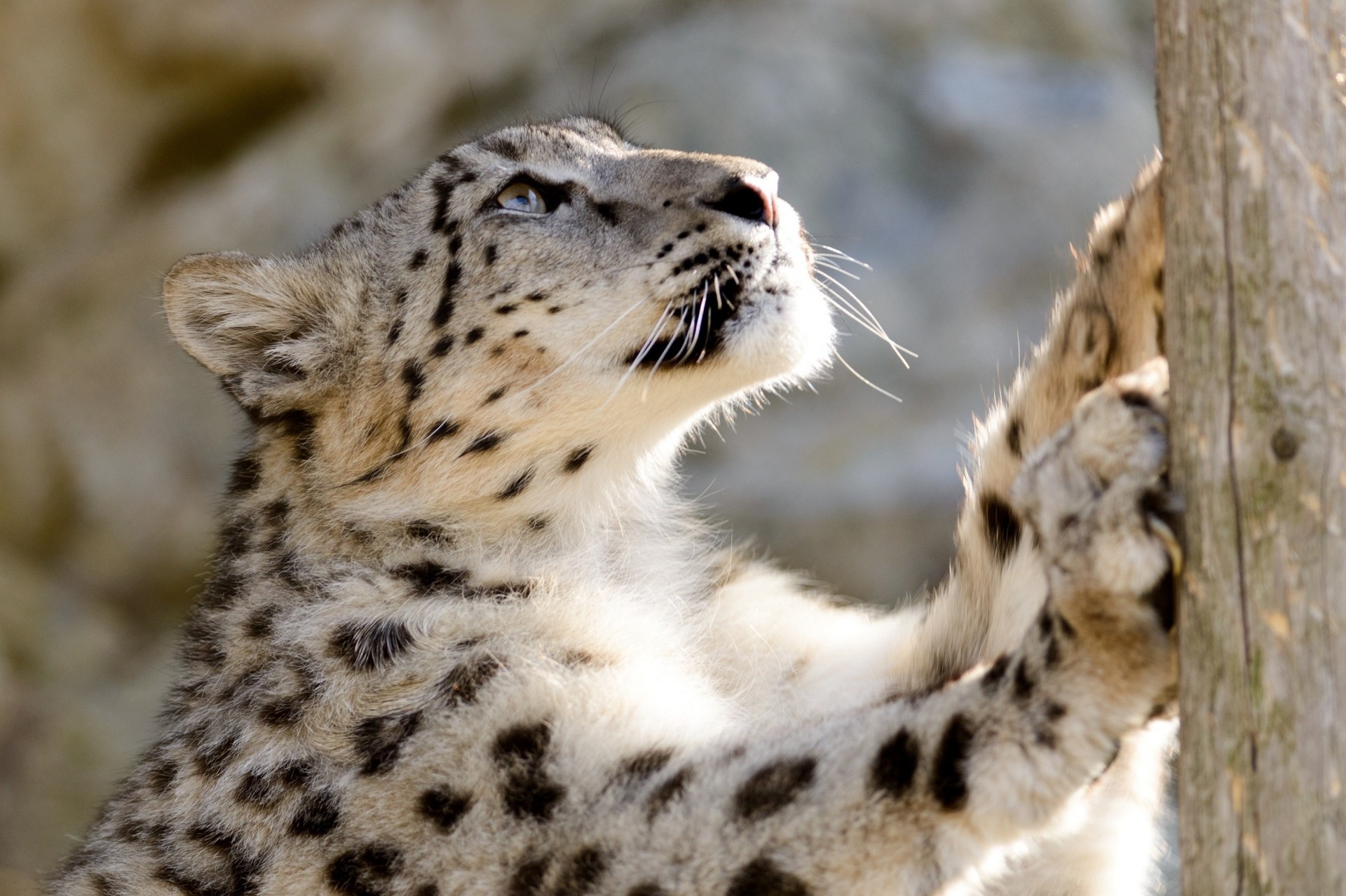 chat sauvage bête léopard