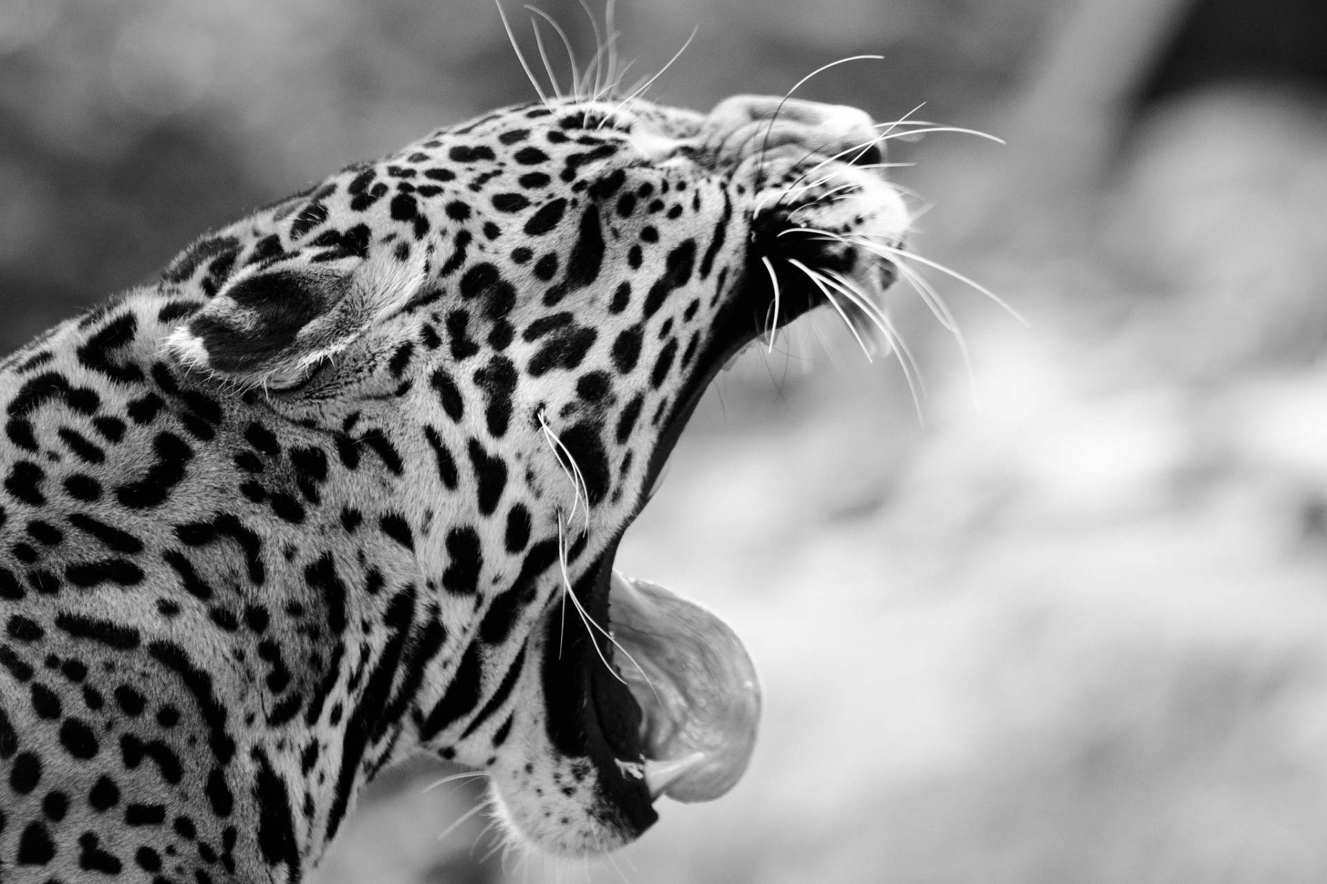 dientes blanco y negro jaguar boca colmillos gato salvaje bostezos