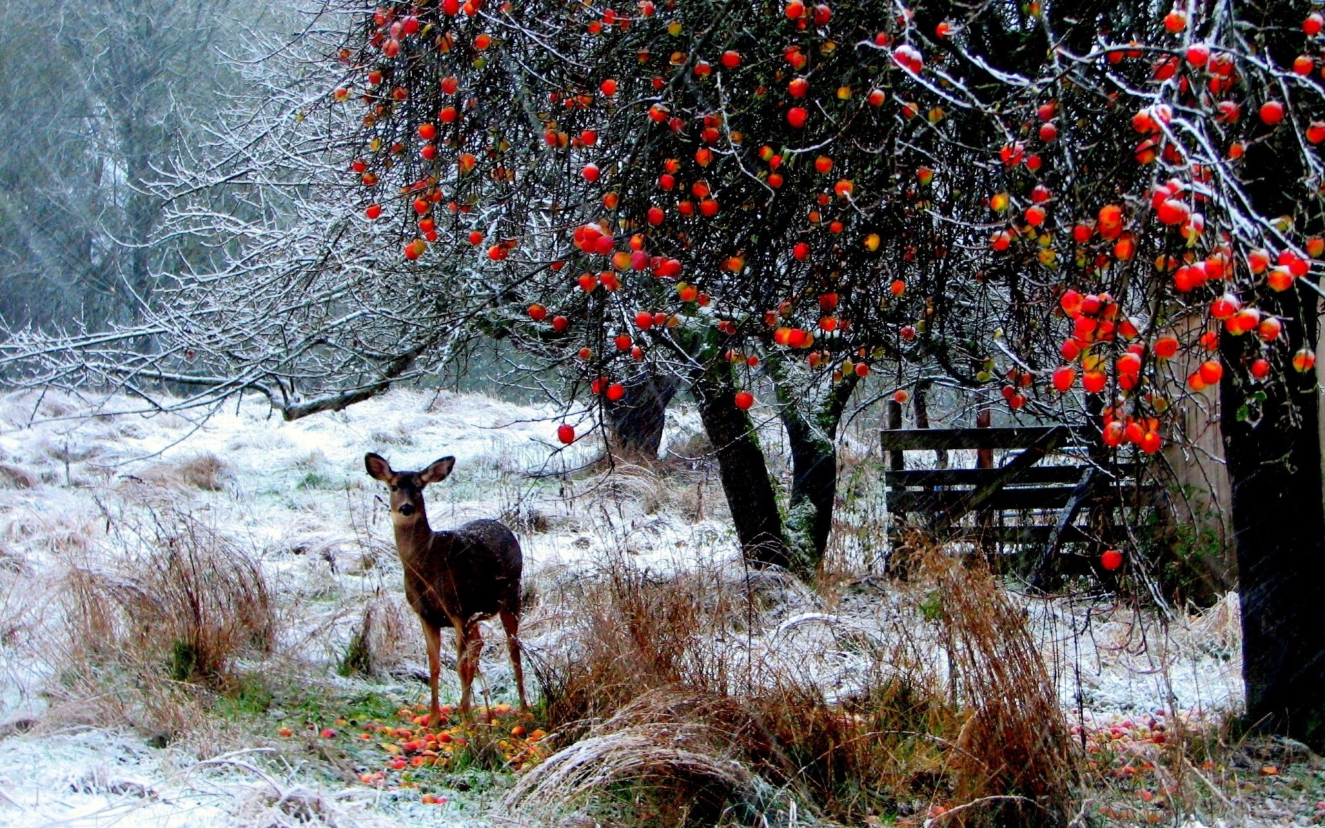 inverno alberi foresta neve passeggiata cervo