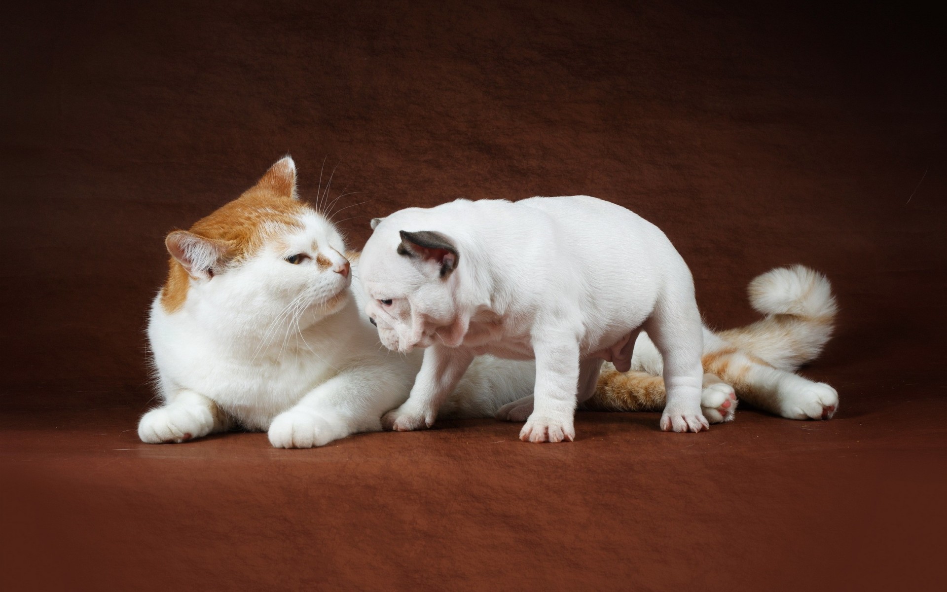 bouledogue chiot chat