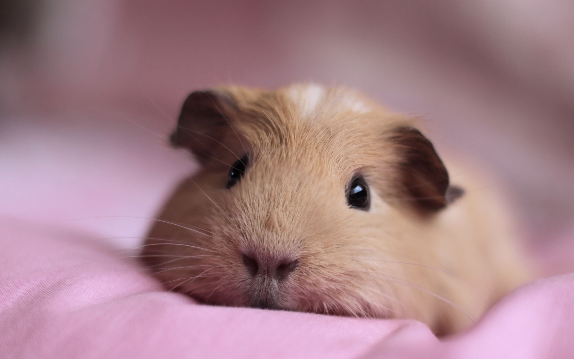 guinea pigs views spout