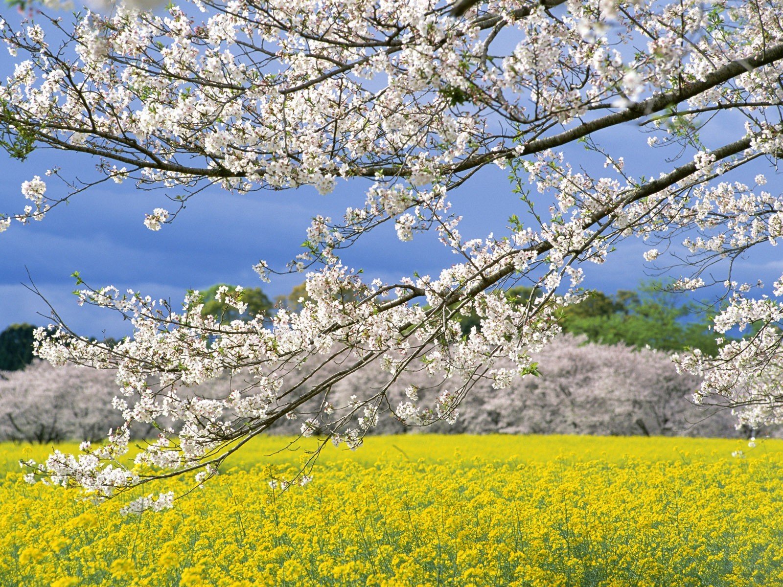 giappone primavera campo