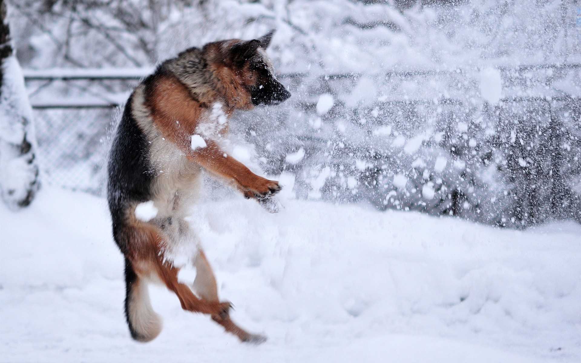 movimiento perro pastor nieve perros situaciones raza invierno