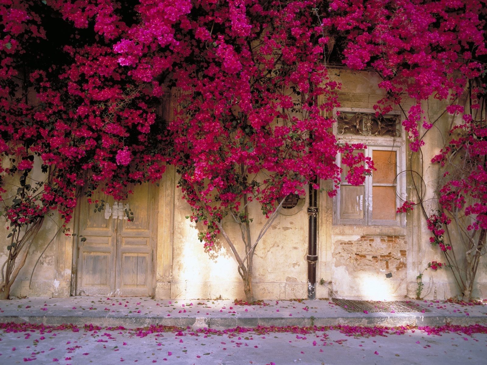 flores pared ventana