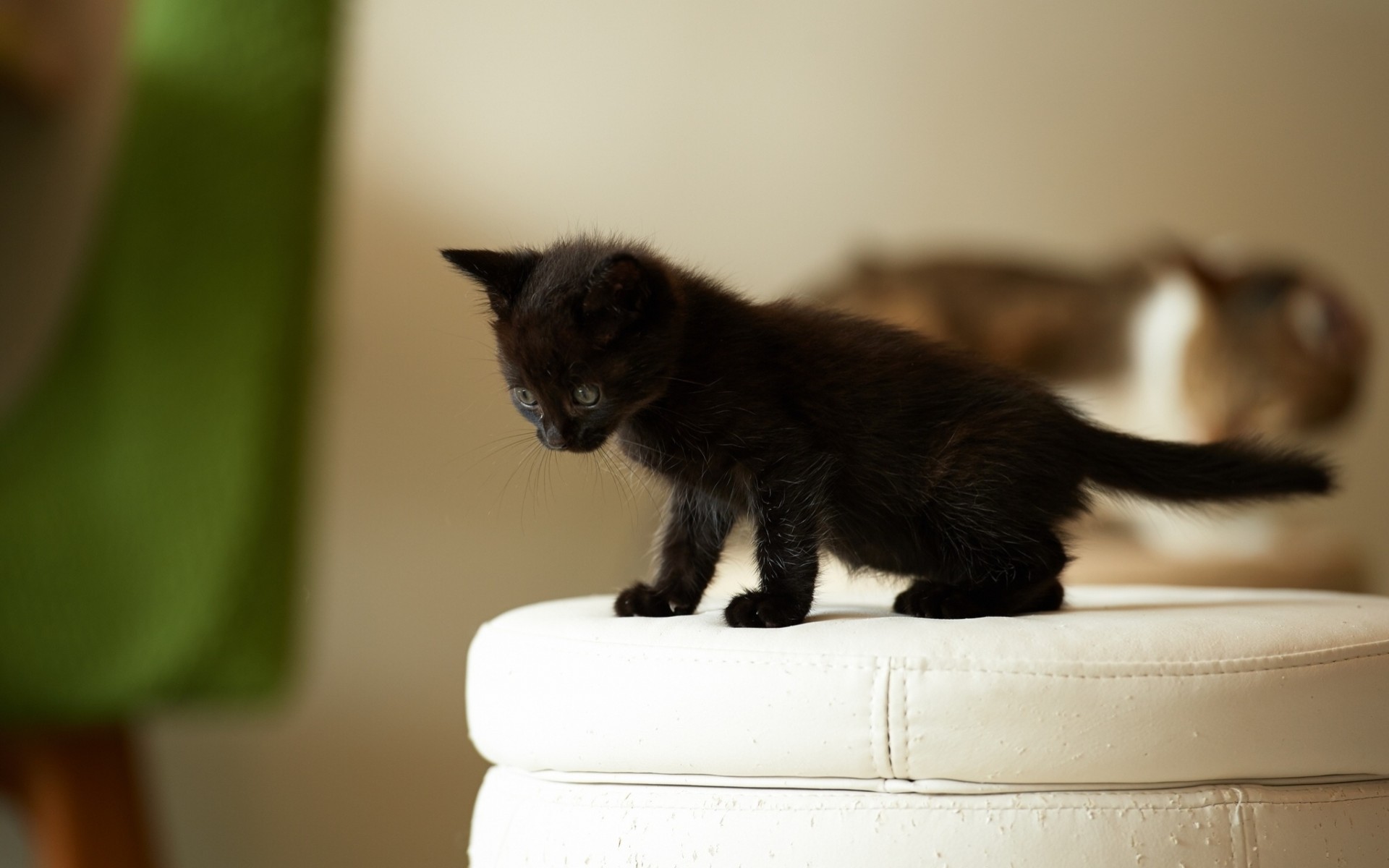 gatto bambino gattino nero pouf