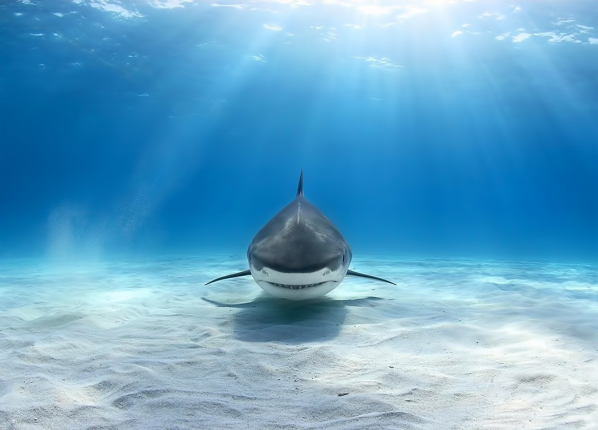 okb seco fondo naturaleza rayos bajo el agua agua pescado