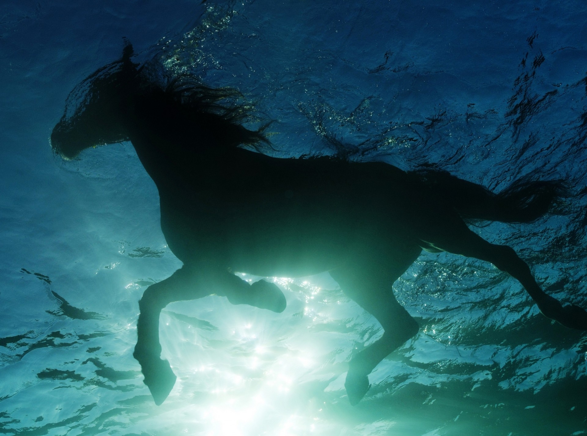 horse swimming water