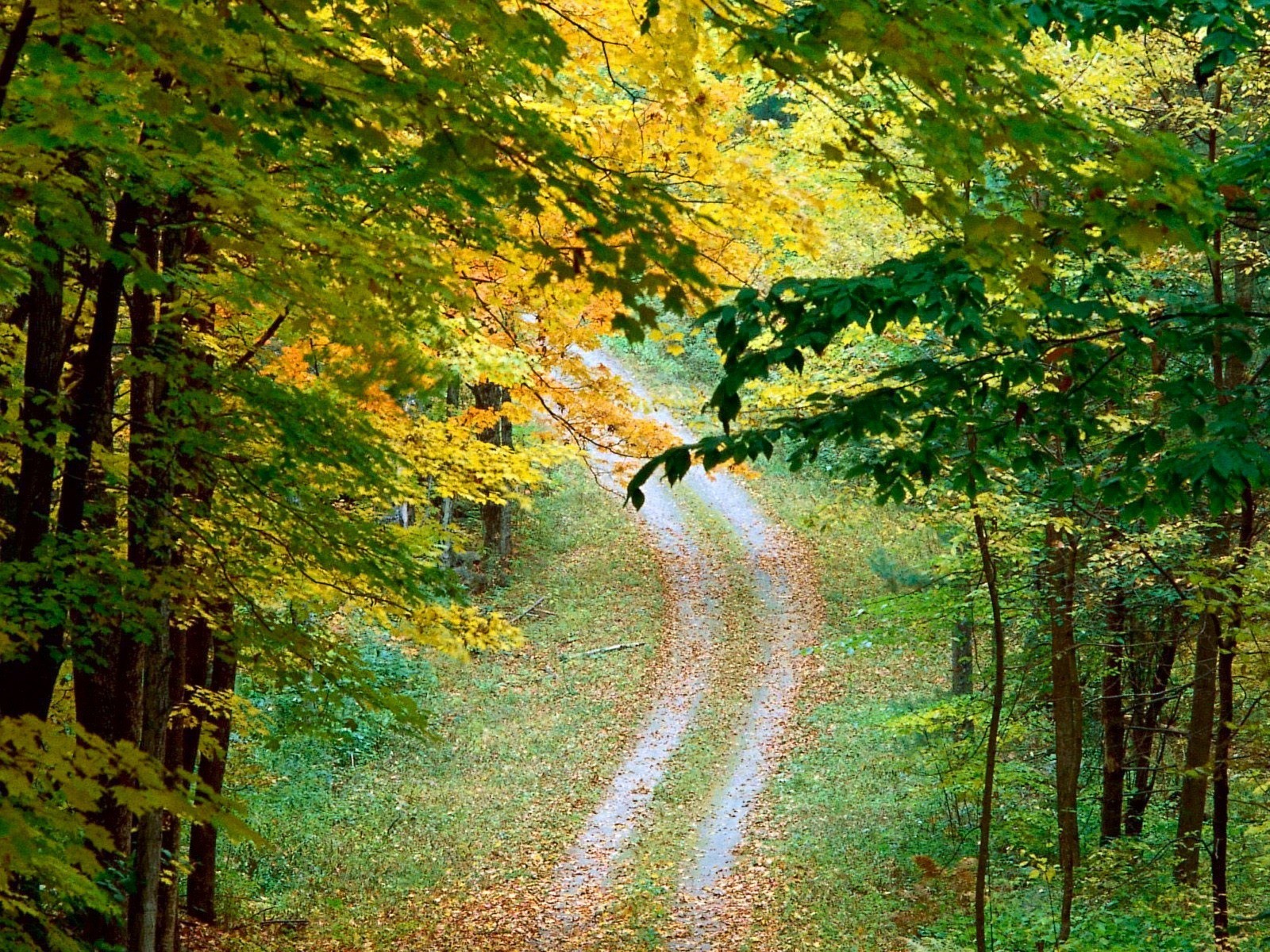 leaves autumn tree road