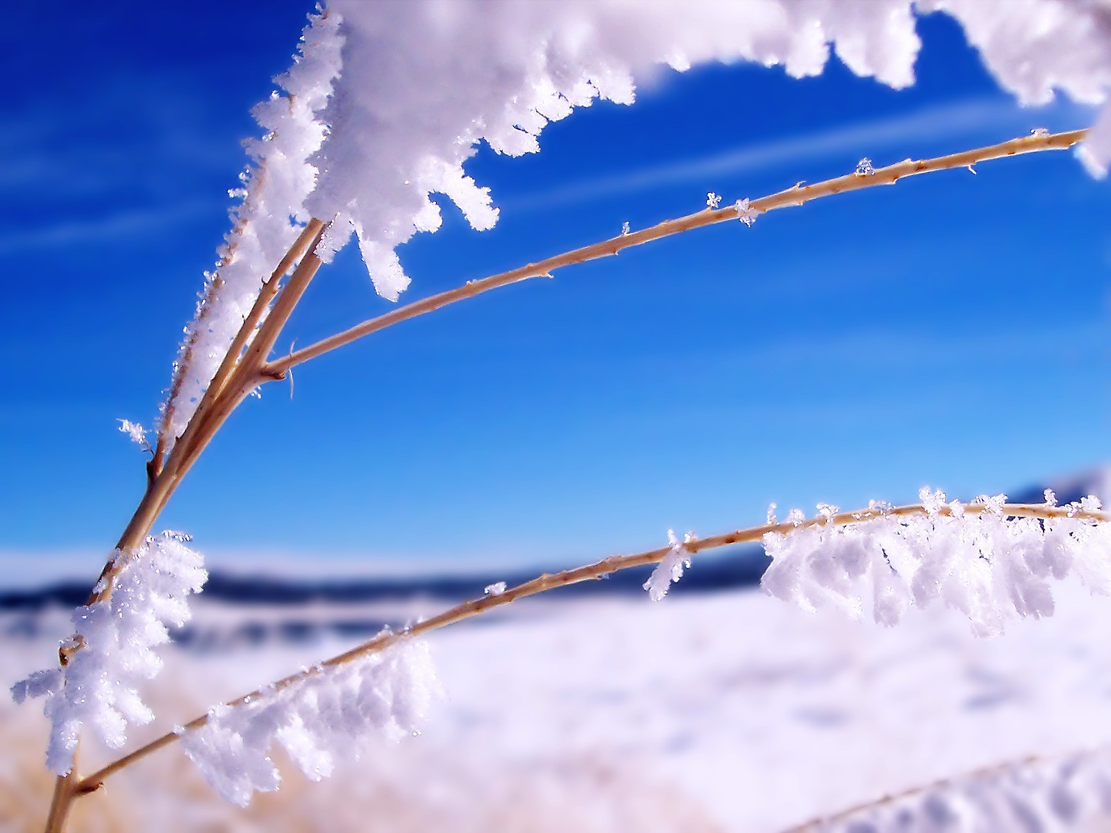 nieve hielo rama invierno