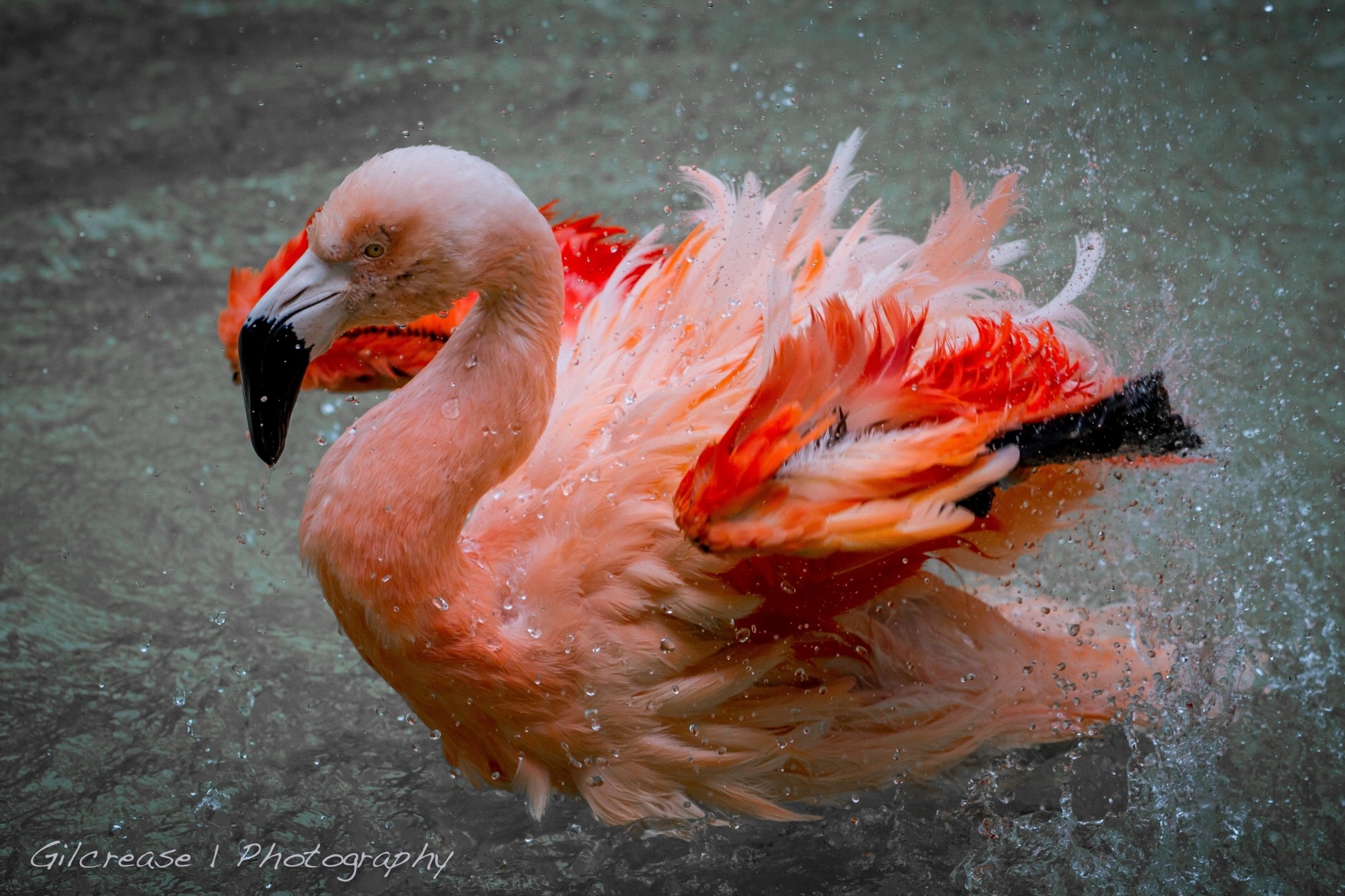 flamingo dose wasser