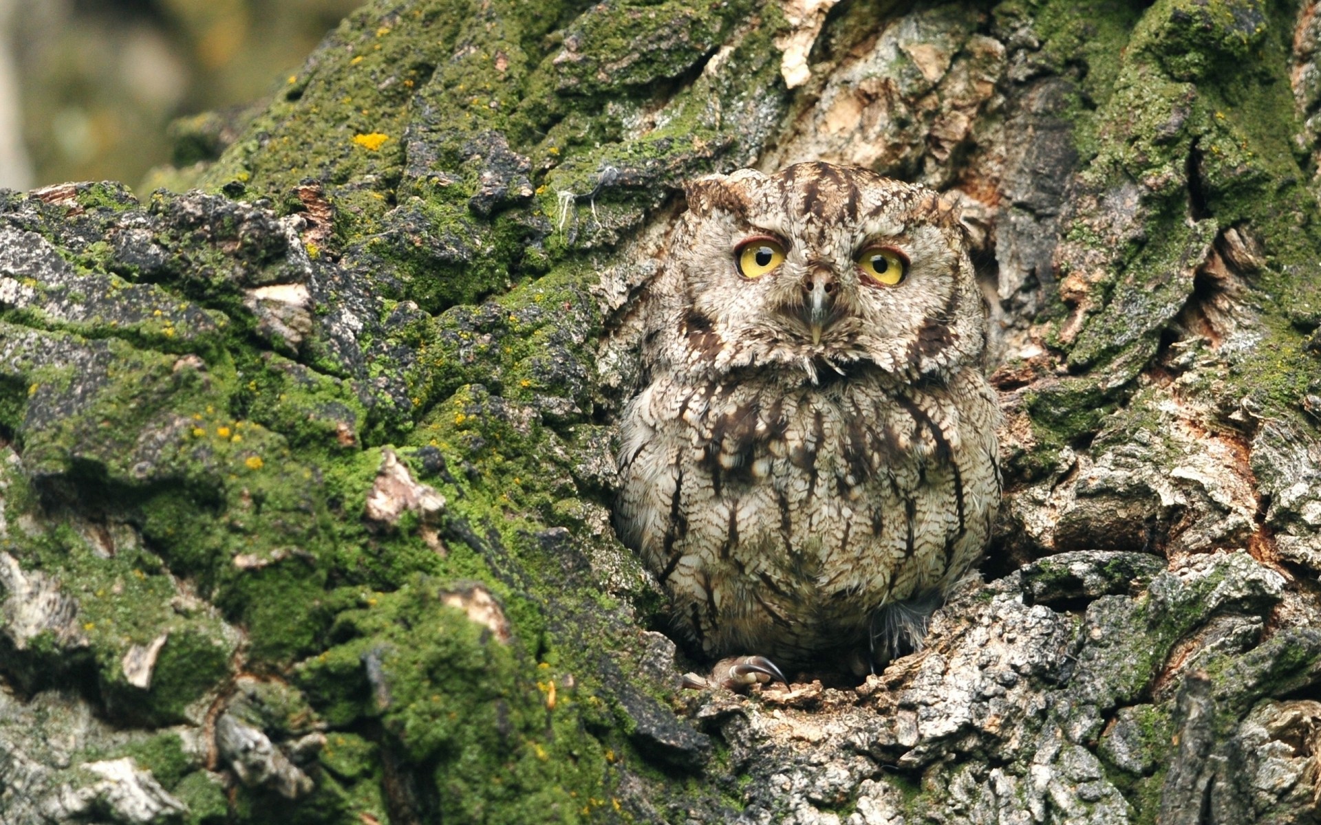 tree bark owl hollow camouflage