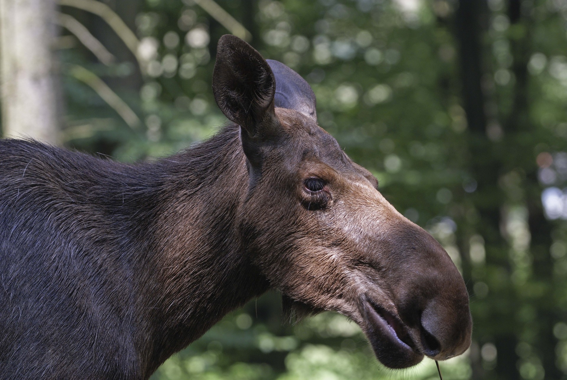 alce bosque dientes perfil reflejos