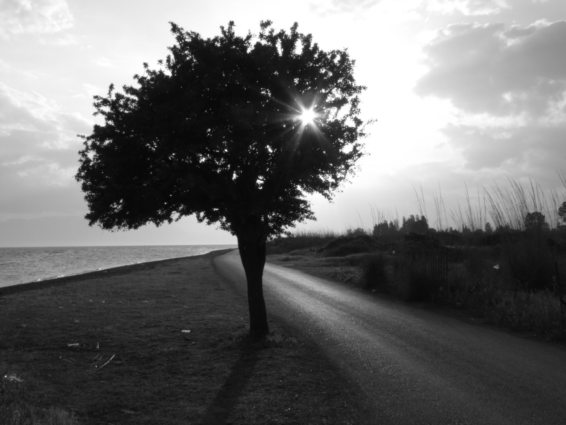 baum straße schwarz und weiß