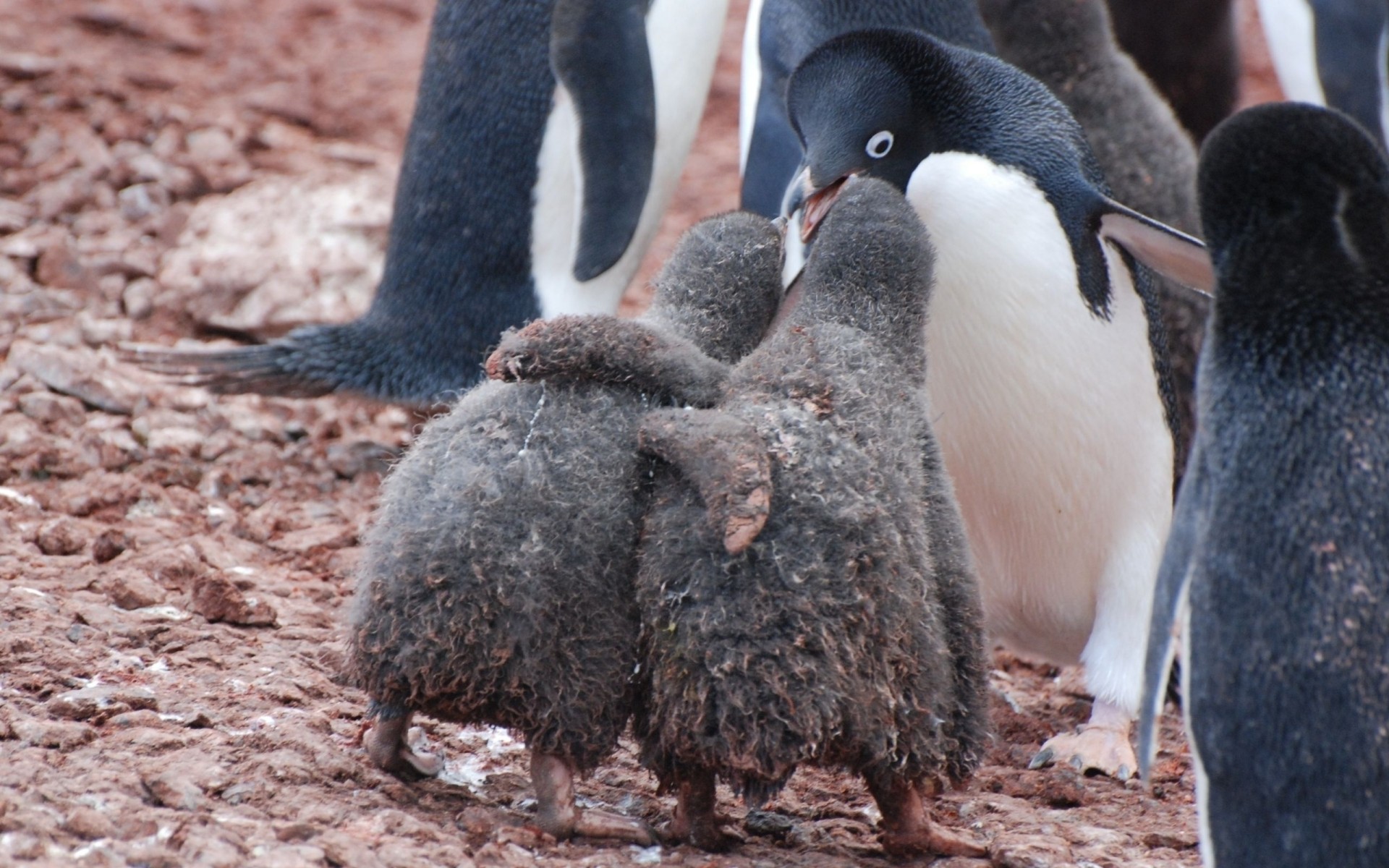 cuidado pingüinos abrazos nieve