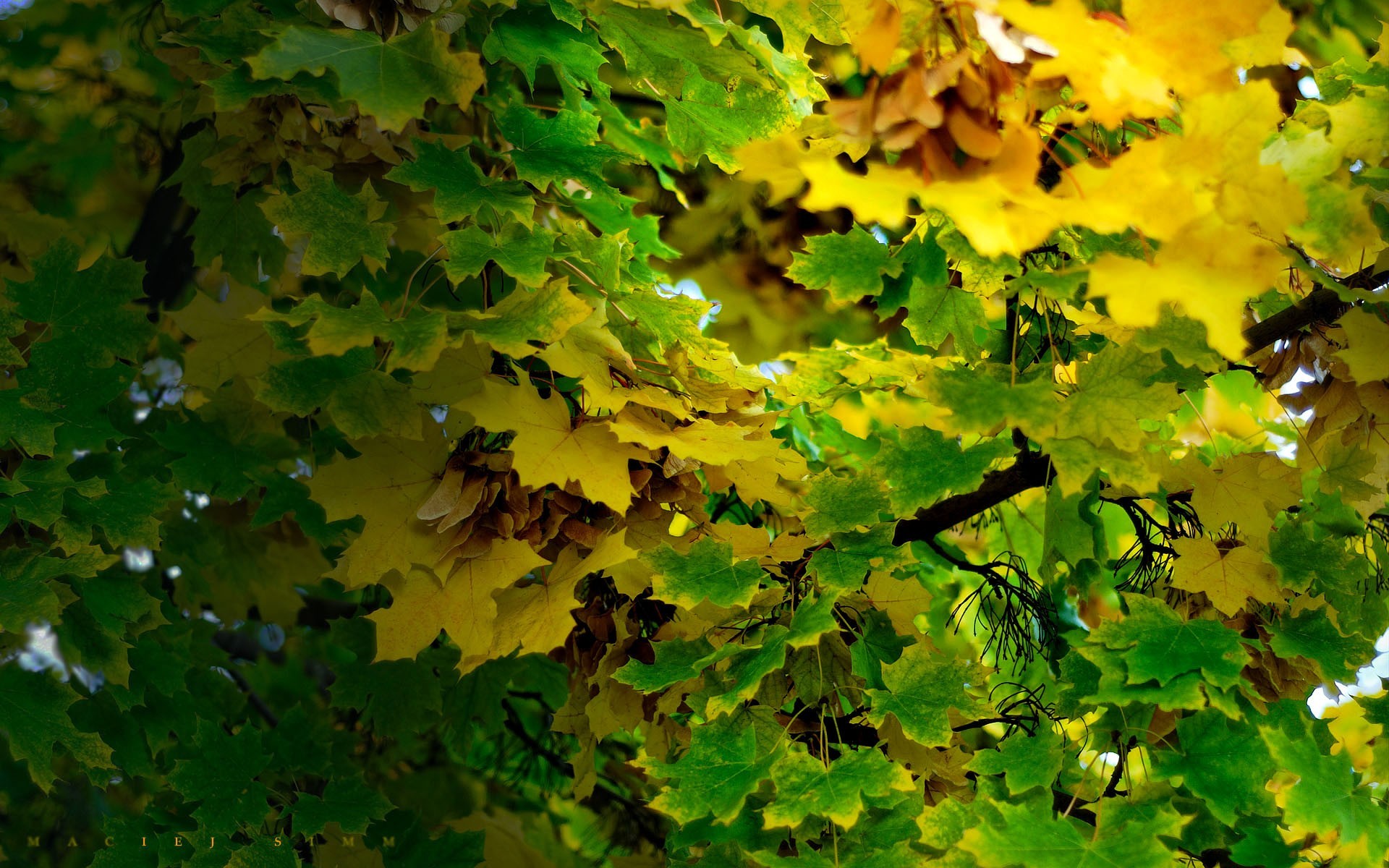 hojas ramas otoño