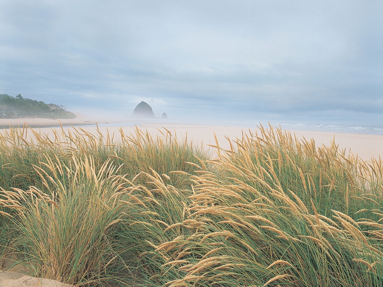 gras strand küste meer