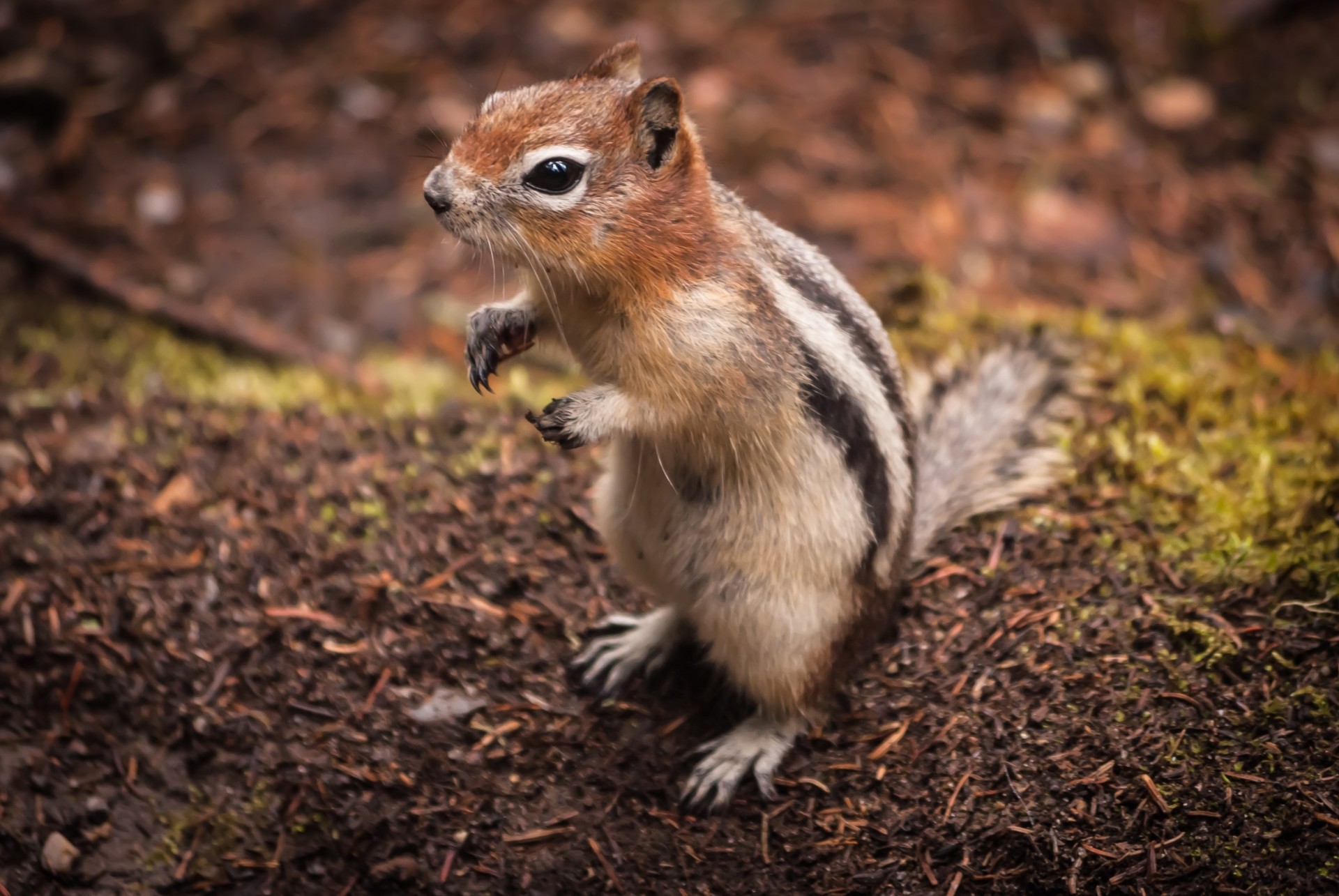 bestia animales ardilla