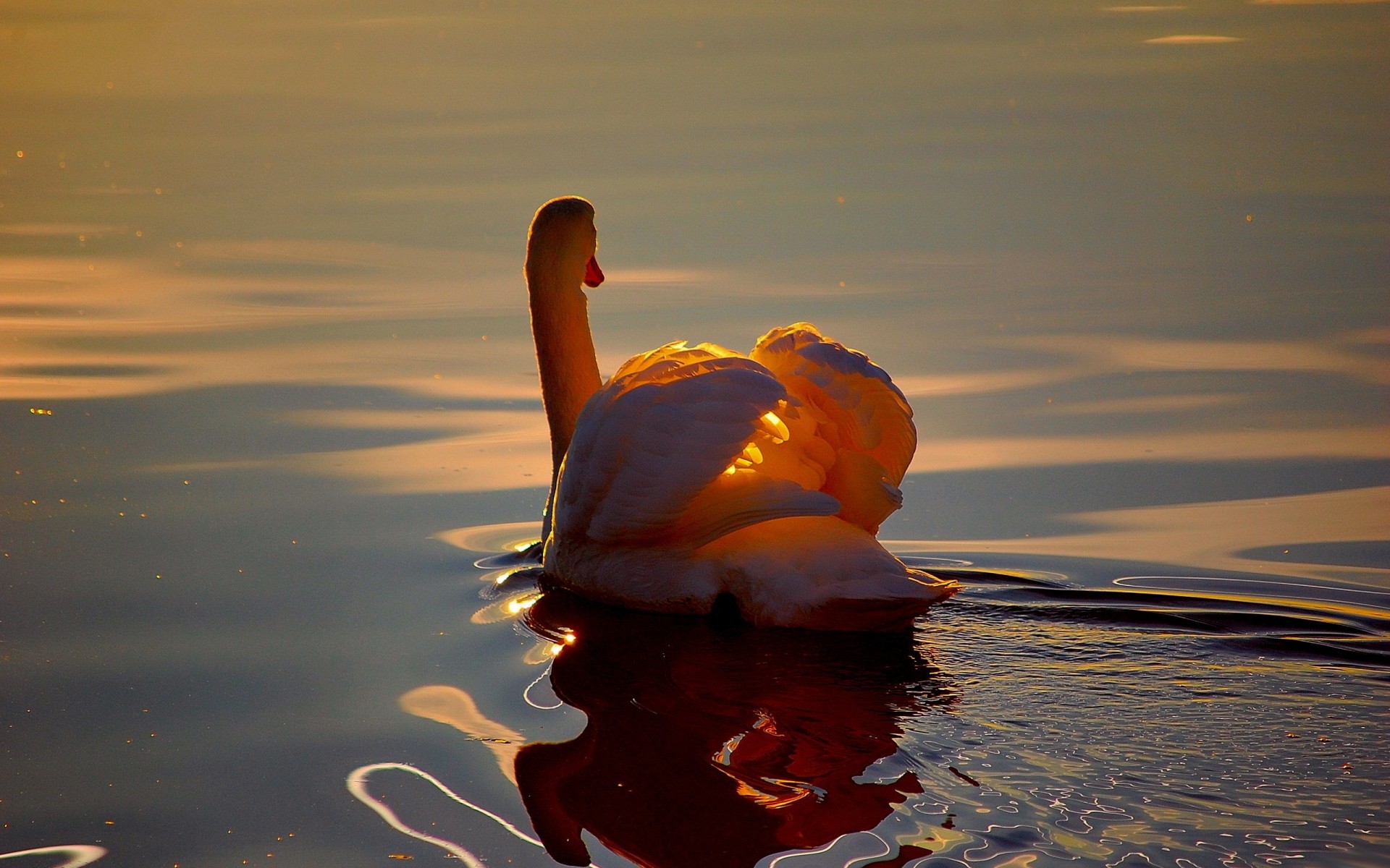 increspature cigno riflessione stagno acqua