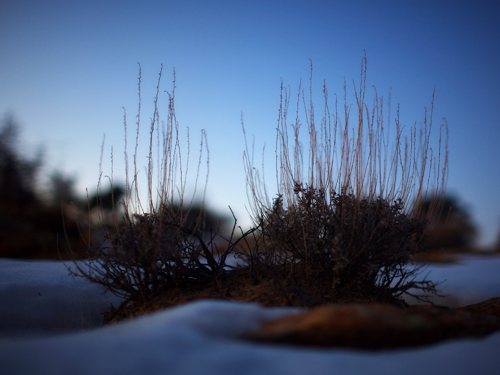 cespuglio neve pianta