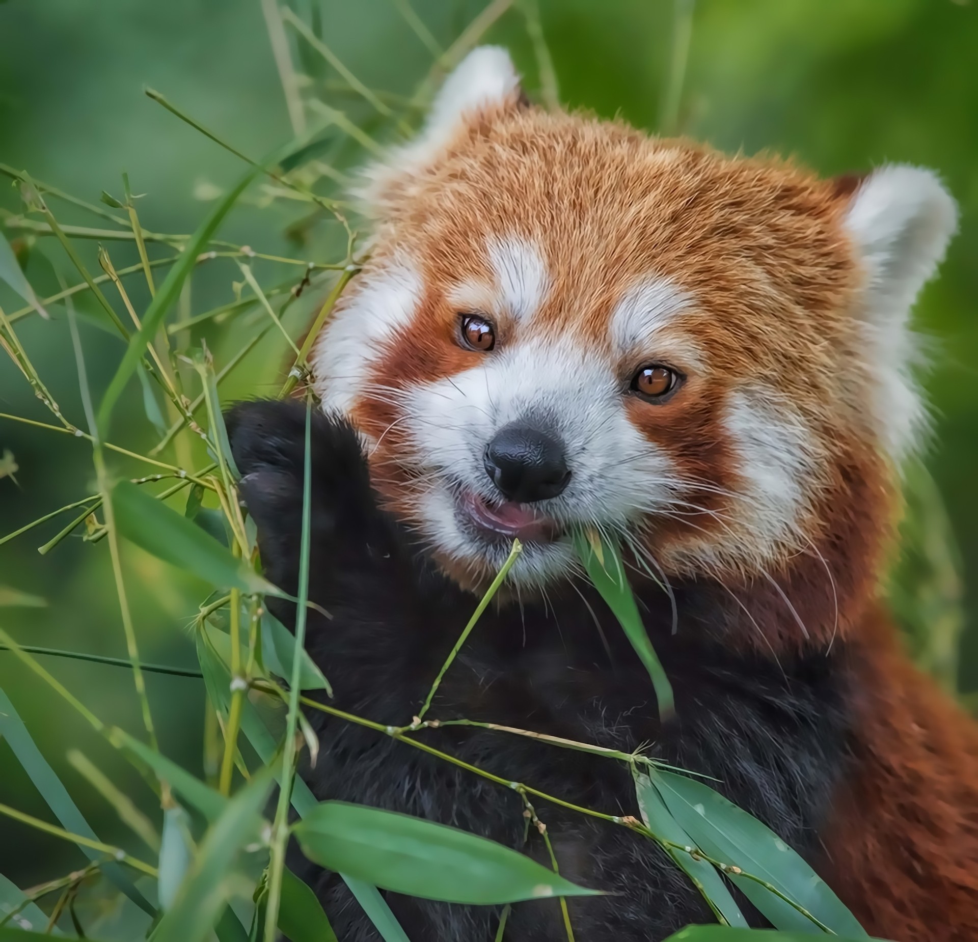 bamboo red panda baby