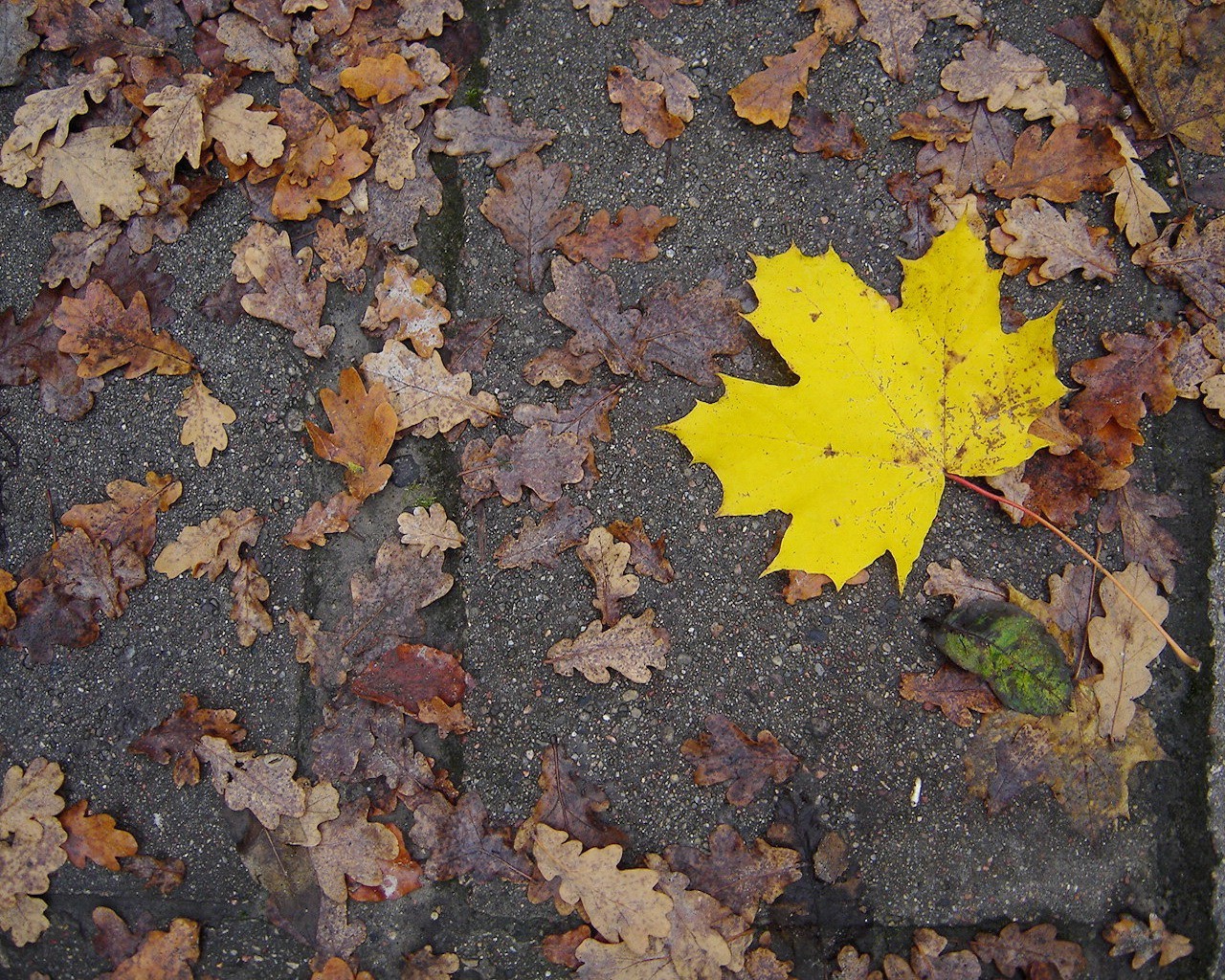 otoño hoja amarillo