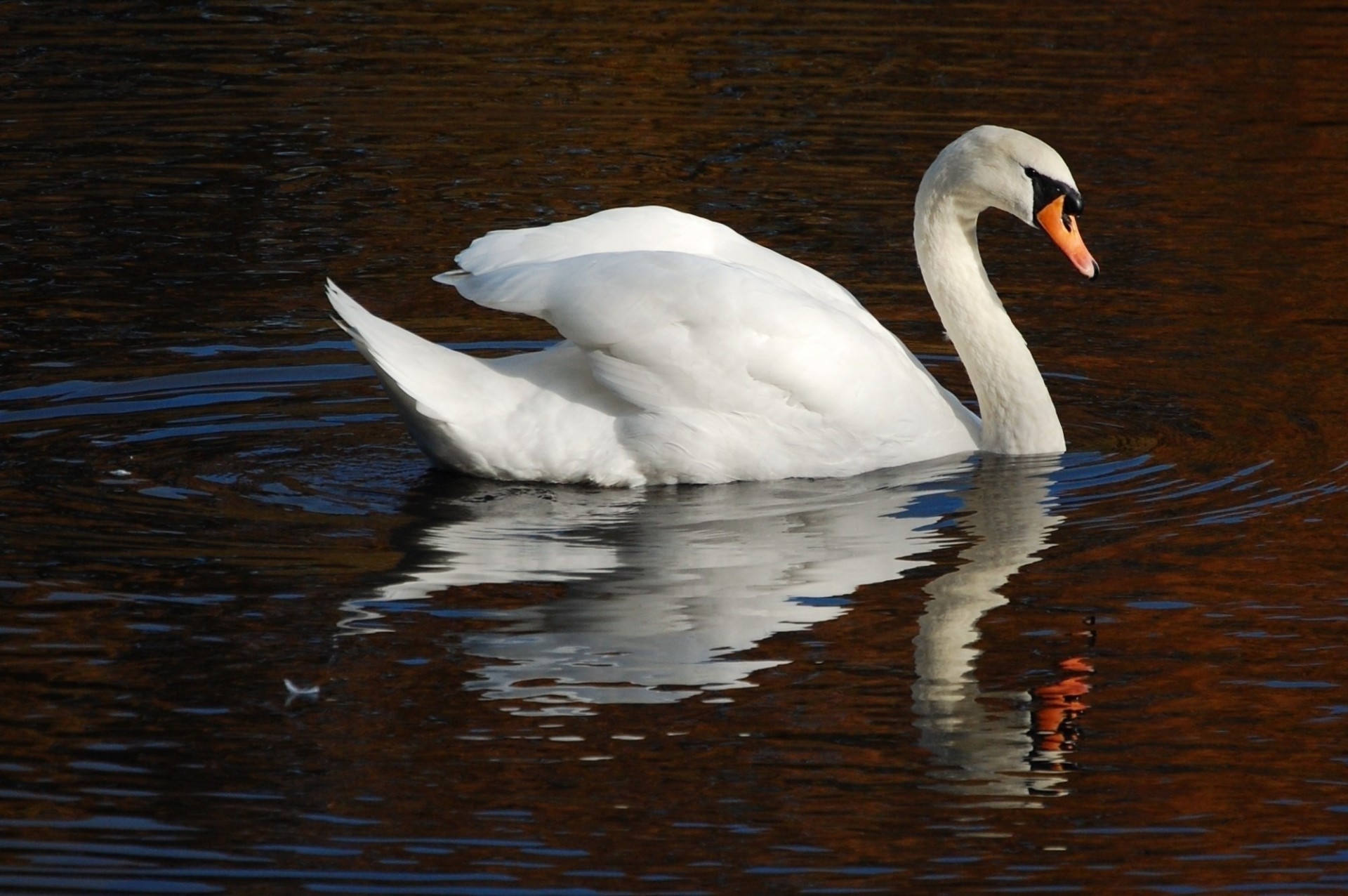 wasser weiß schwan