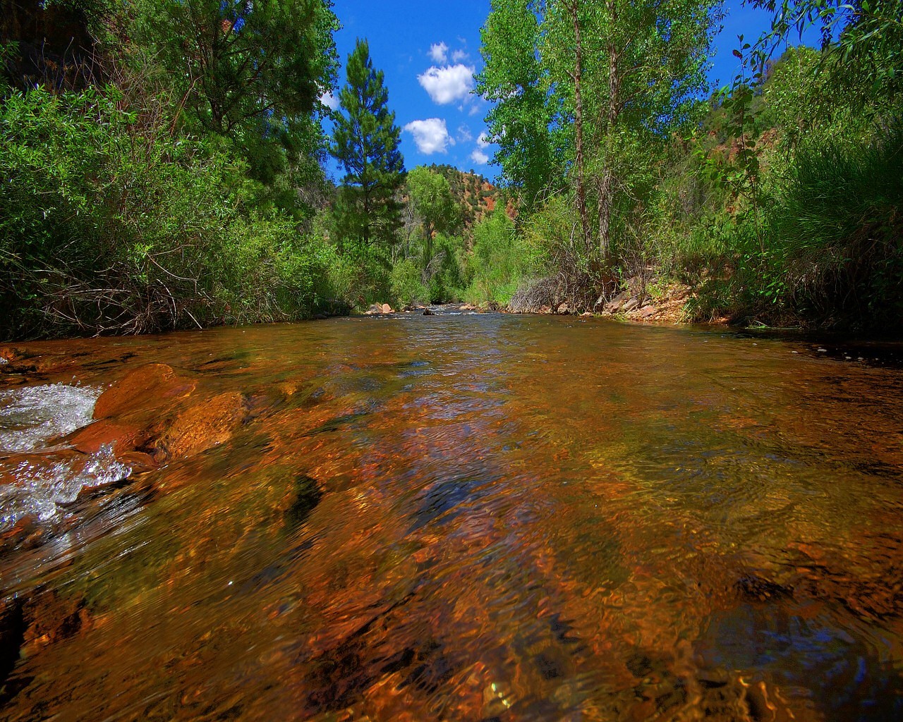 fiume flusso alberi