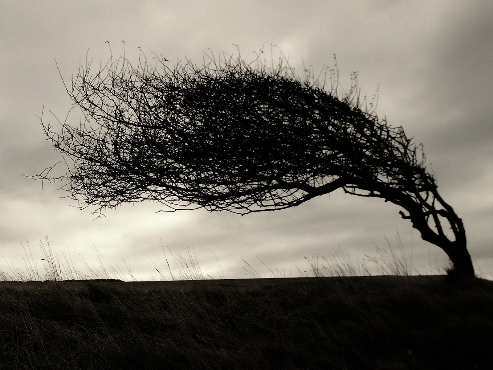 tree branches tilt