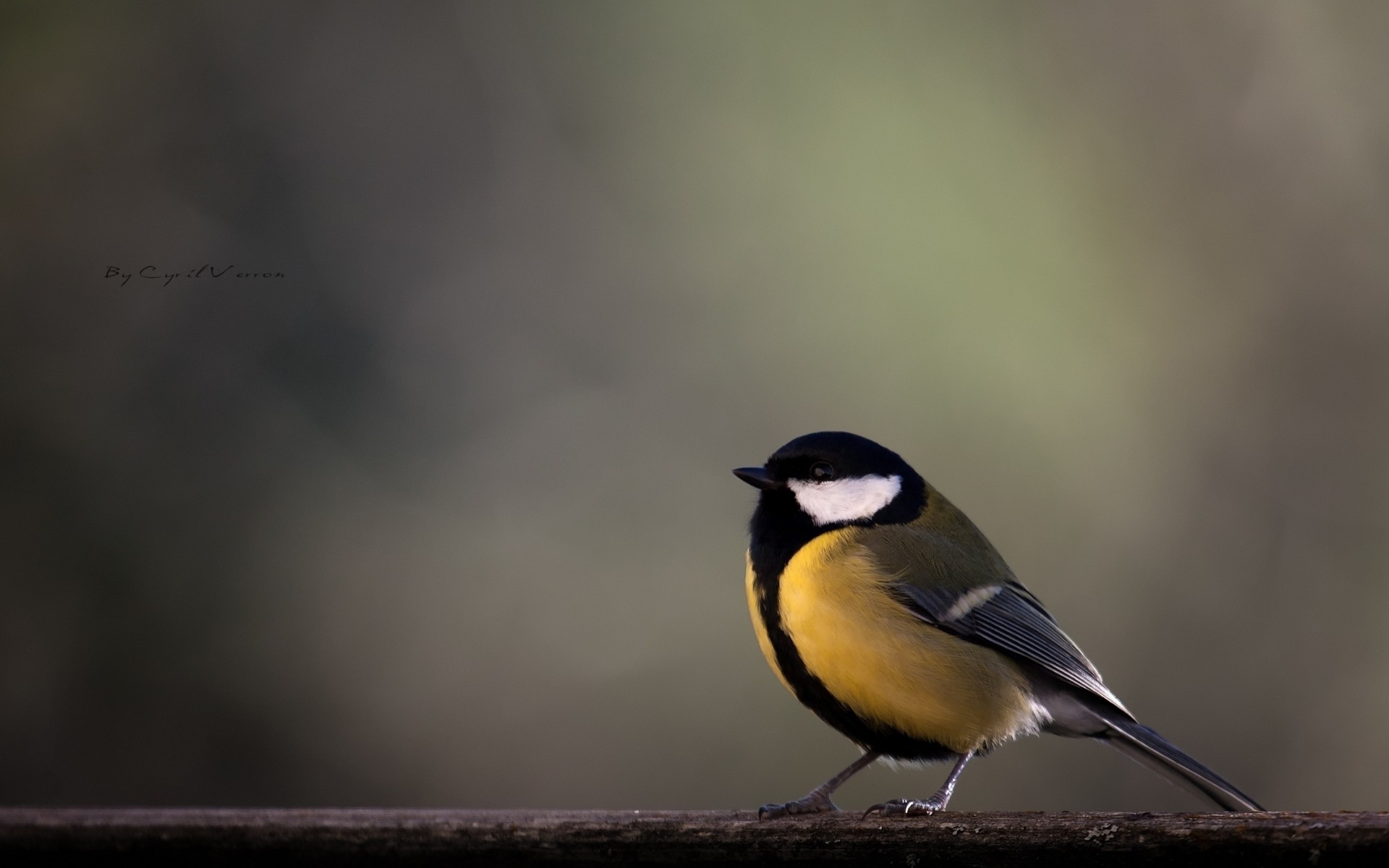 pájaros amarillo rama azul tit