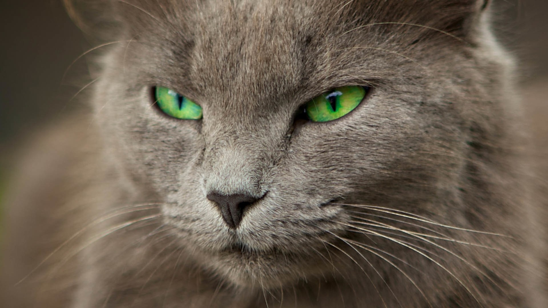 ojos verdes gato gris