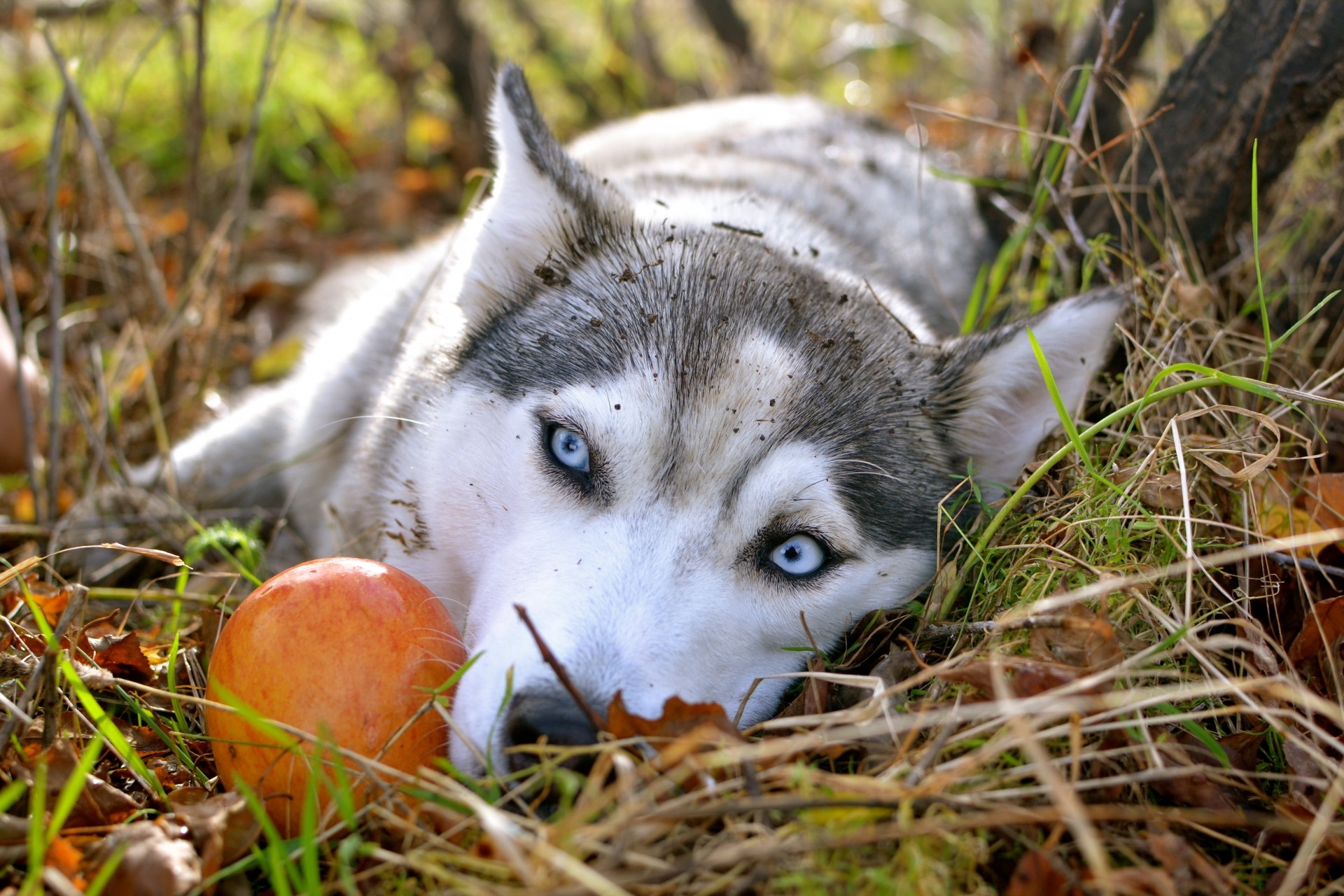 autunno mela husky siberiano carta da parati occhi tristi