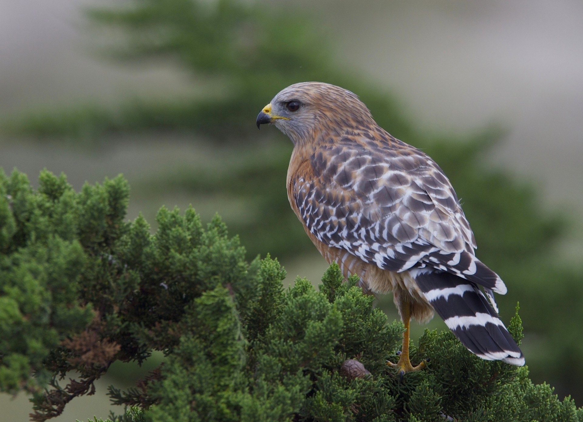 vögel habicht bussard zweig