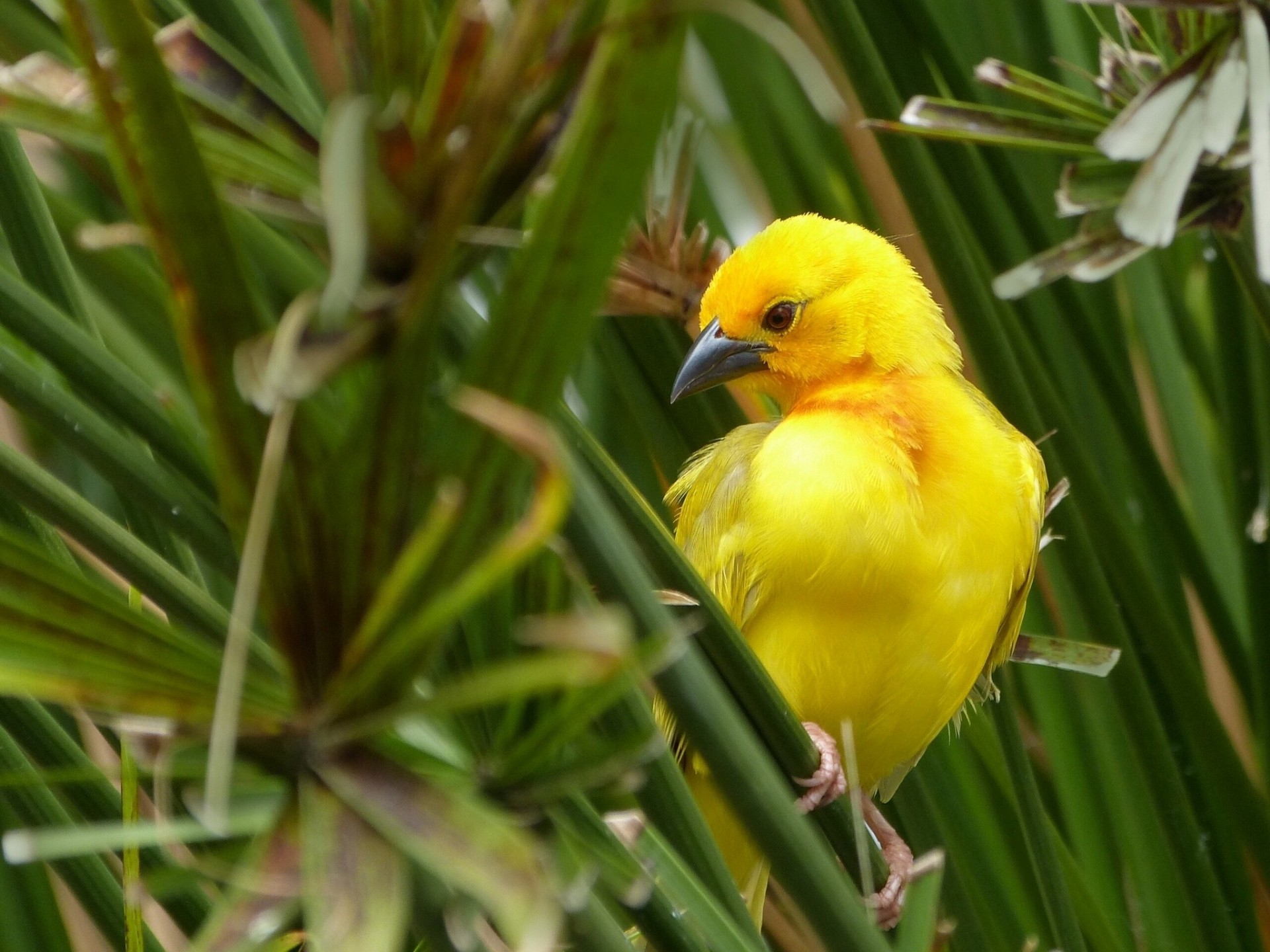 feuille oiseaux