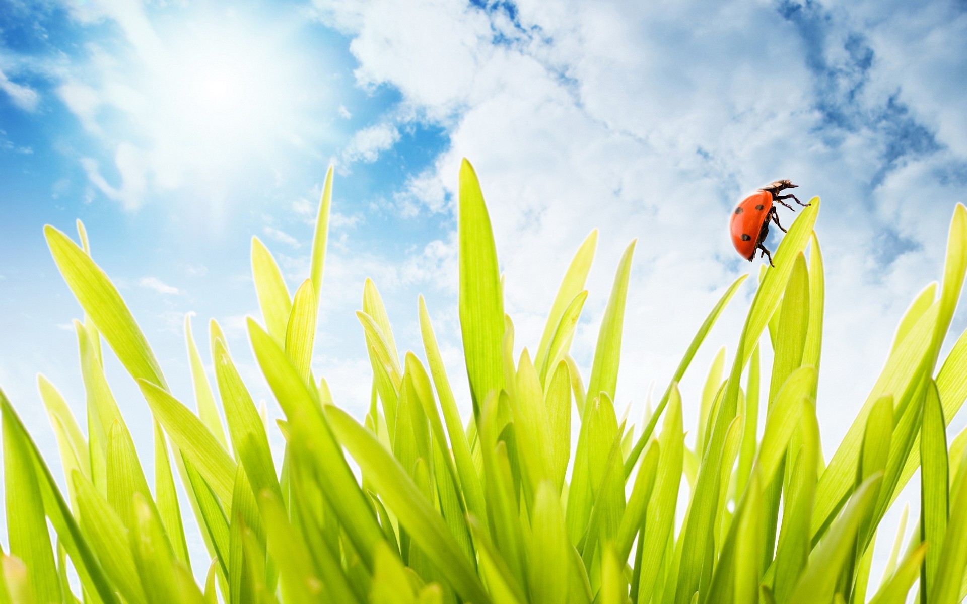 grass clouds beetle