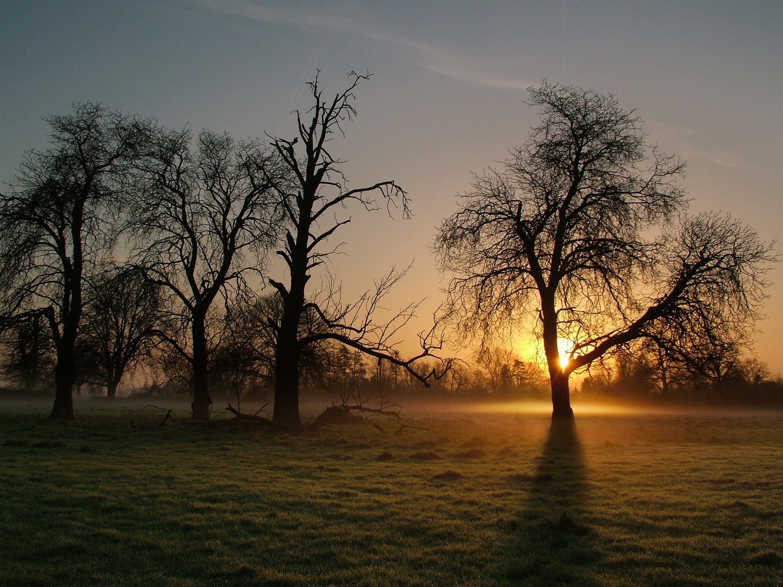 baum nebel morgen