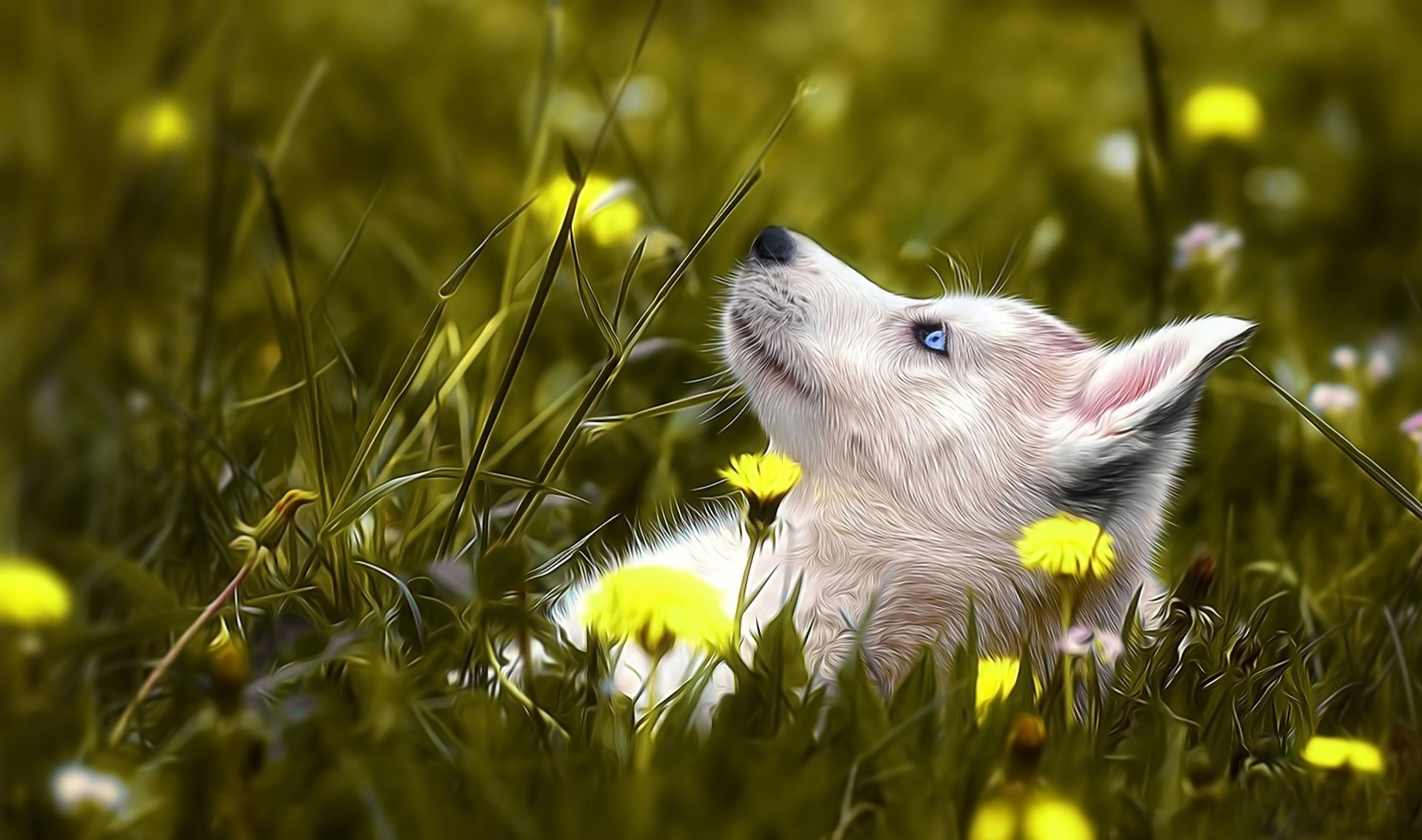 yeux bleus chien husky herbe fleurs